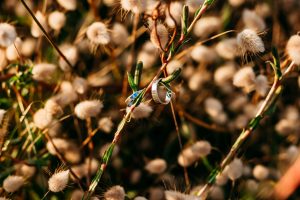 engagement elopement intimate wedding photo